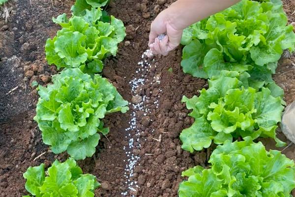 对蔬菜施用微生物菌肥的方法，要与其它肥料搭配施用
