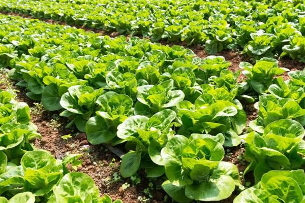 对蔬菜施用微生物菌肥的方法，要与其它肥料搭配施用