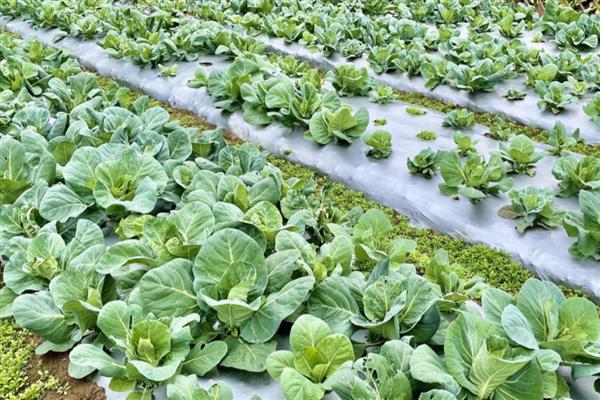 对蔬菜施用微生物菌肥的方法，要与其它肥料搭配施用