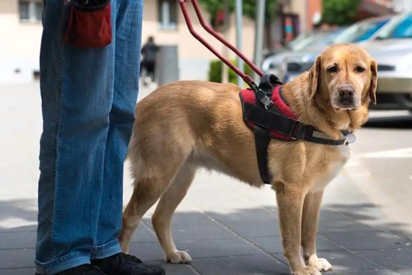 导盲犬的品种，以金毛、拉布拉多为主