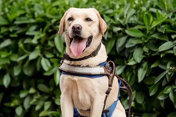 导盲犬的品种，以金毛、拉布拉多为主