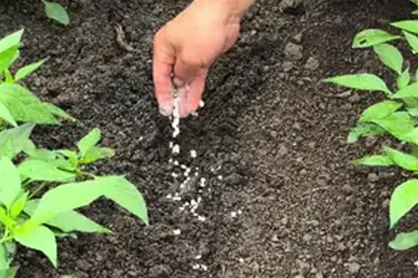 对蔬菜施用微生物菌肥的方法，要与其它肥料搭配施用