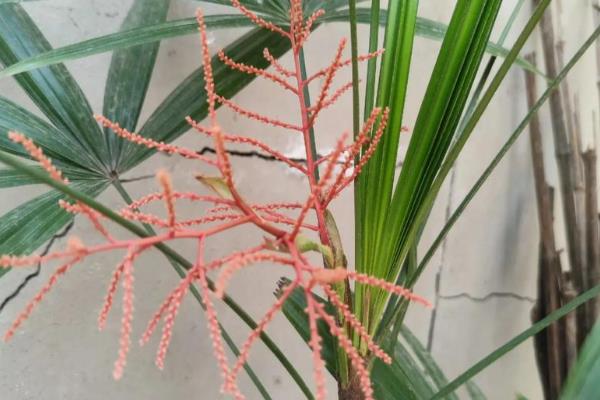 棕竹开花有什么征兆,首先会长出花枝