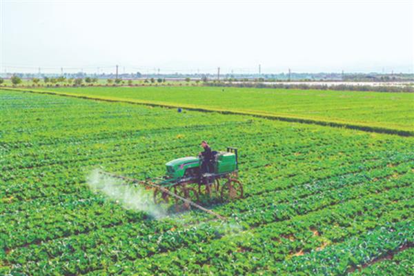 对蔬菜施用微生物菌肥的方法，要与其它肥料搭配施用