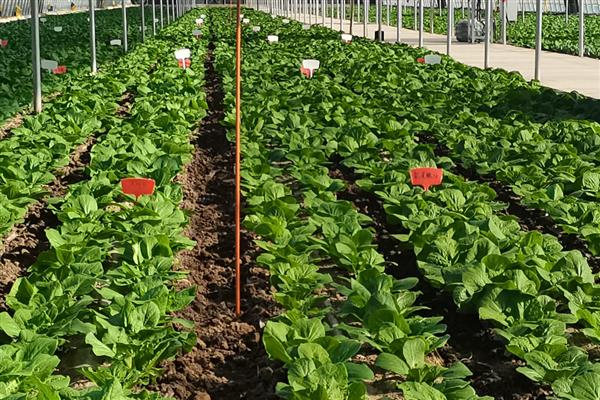 对蔬菜施用微生物菌肥的方法，要与其它肥料搭配施用