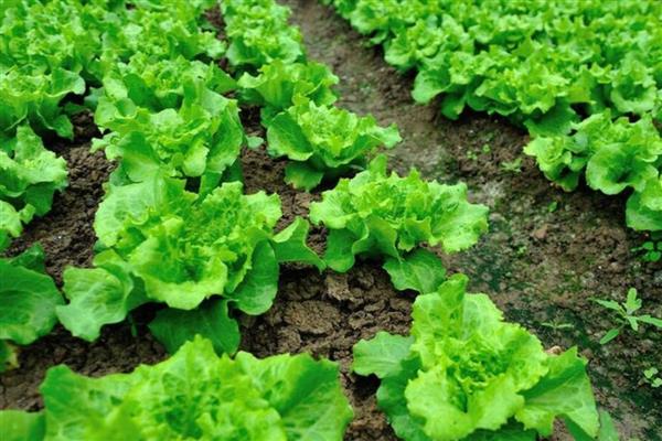 对蔬菜施用微生物菌肥的方法，要与其它肥料搭配施用