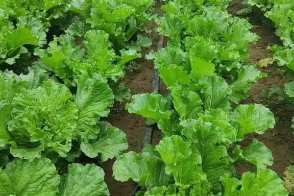 对蔬菜施用微生物菌肥的方法，要与其它肥料搭配施用