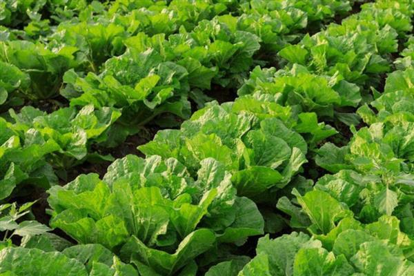 对蔬菜施用微生物菌肥的方法，要与其它肥料搭配施用