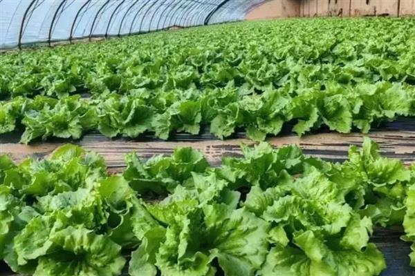 对蔬菜施用微生物菌肥的方法，要与其它肥料搭配施用