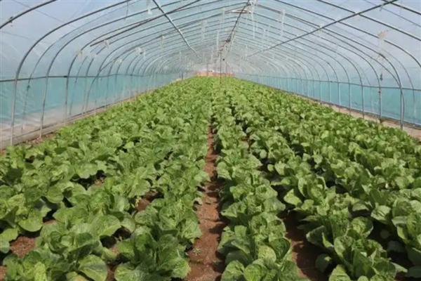 对蔬菜施用微生物菌肥的方法，要与其它肥料搭配施用