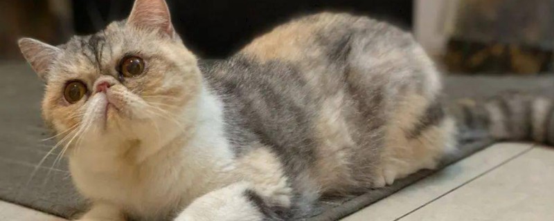 犬猫旋毛虫病的症状，表现为食欲减退、呕吐等