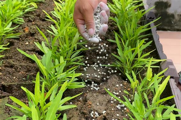 复合肥28一6一6适合种什么,可以种植毛豆
