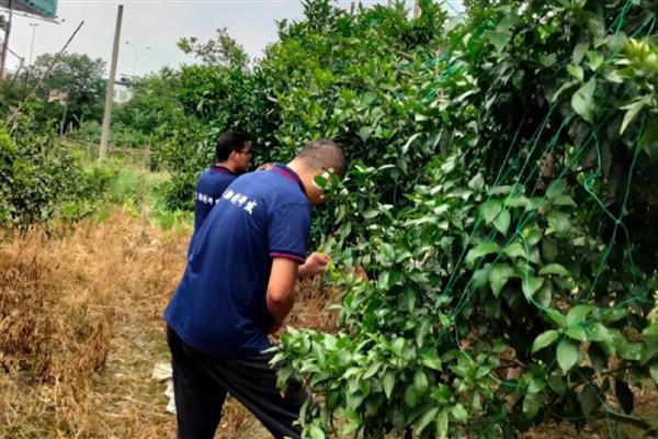 复合肥28一6一6适合种什么,可以种植毛豆