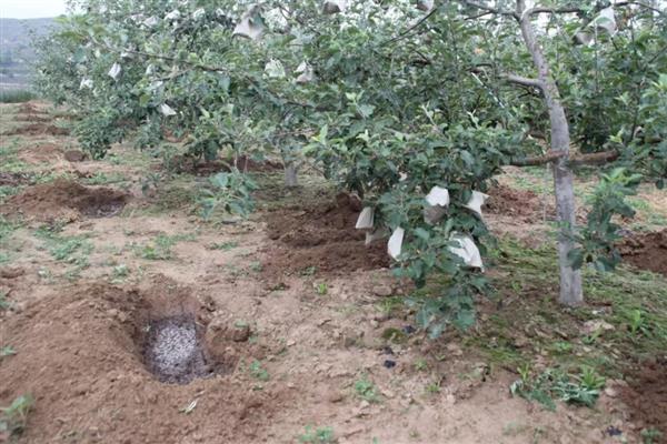复合肥28一6一6适合种什么,可以种植毛豆
