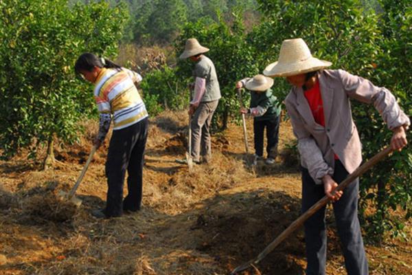 复合肥28一6一6适合种什么,可以种植毛豆