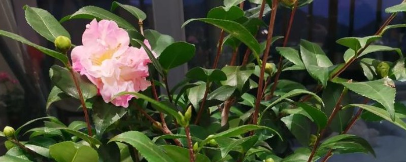 茶花象征的精神品质，寓意谨慎孤傲、细心谦让等