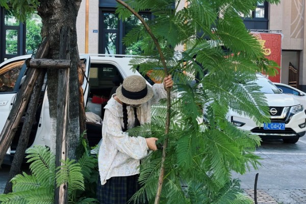 蓝花楹是否耐寒,蓝花楹不耐寒
