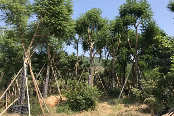 蓝花楹是否耐寒,蓝花楹不耐寒