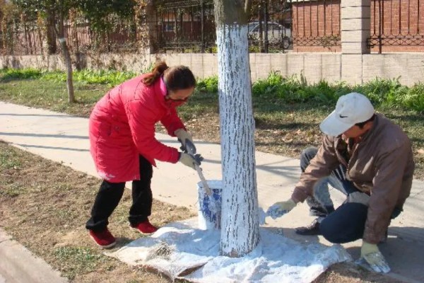 蓝花楹是否耐寒,蓝花楹不耐寒