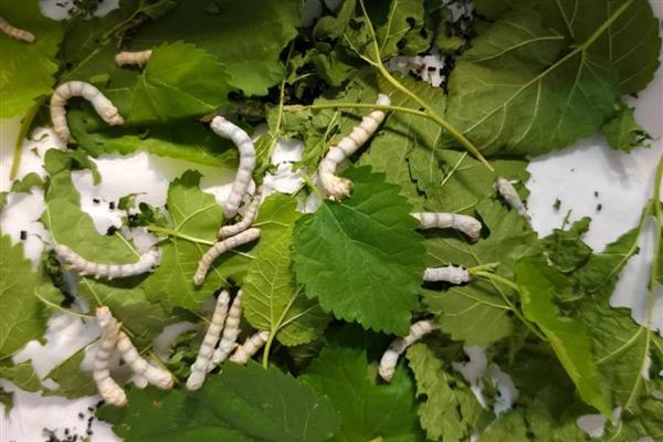 蚕结茧后多久蚕蛾会破茧，大概需要24-26天左右