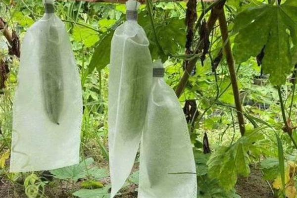 苦瓜在什么时候套袋，在幼瓜刚形成到3-5厘米套袋