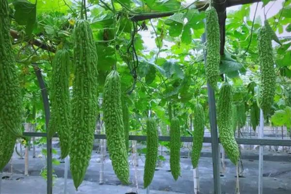 苦瓜在什么时候套袋，在幼瓜刚形成到3-5厘米套袋