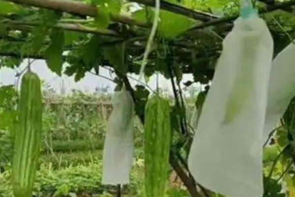 苦瓜在什么时候套袋，在幼瓜刚形成到3-5厘米套袋