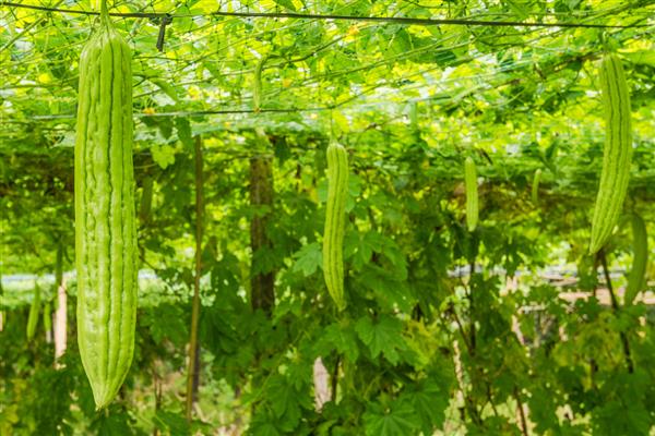 苦瓜在什么时候套袋，在幼瓜刚形成到3-5厘米套袋