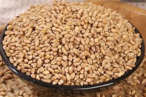 储存小麦种子要注意什么,水分含量要控制在10%以下