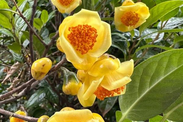 广西金茶花的价格，在1500元左右一斤