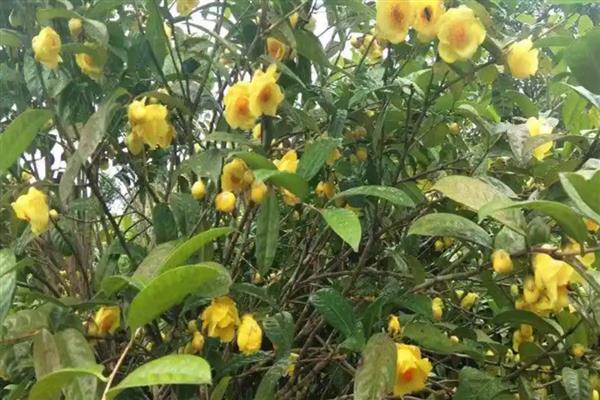 广西金茶花的价格，在1500元左右一斤