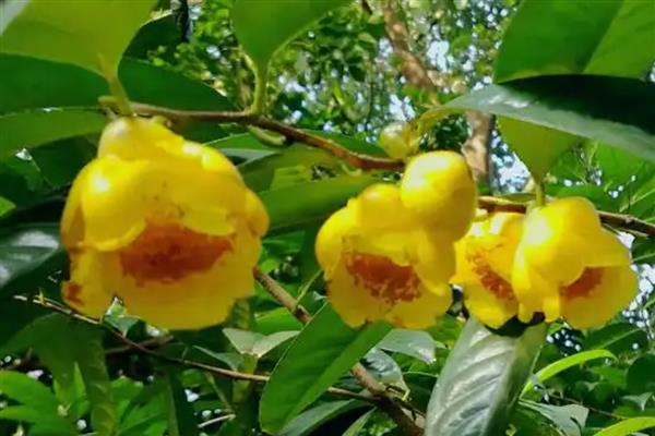 广西金茶花的价格，在1500元左右一斤