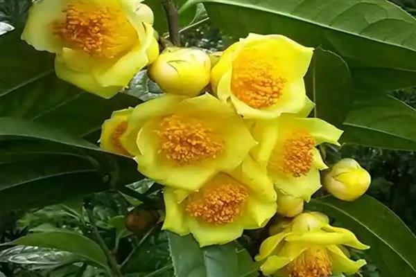 广西金茶花的价格，在1500元左右一斤