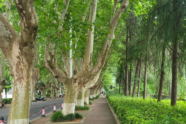 秋天什么树会变黄,常见的有梧桐树、柳树等