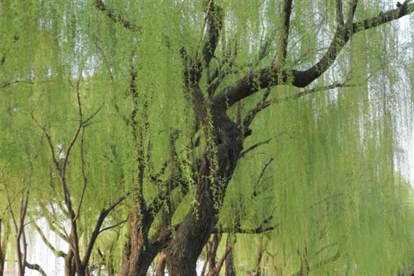 秋天什么树会变黄,常见的有梧桐树、柳树等