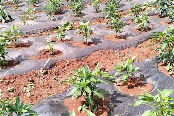冬天辣椒的种植方法，需要在大棚内栽种