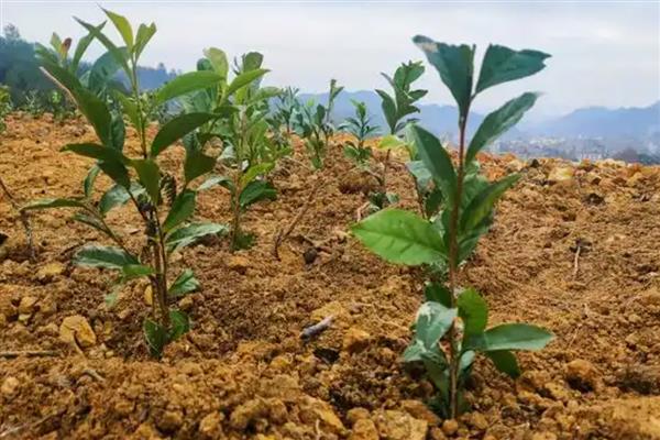 新种茶树的栽植规格,通常采取双行条植