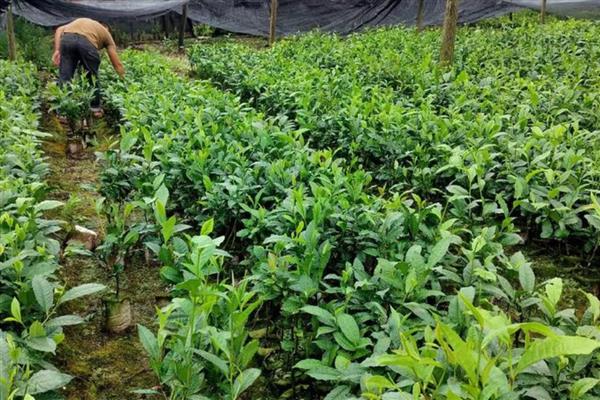 新种茶树的栽植规格,通常采取双行条植