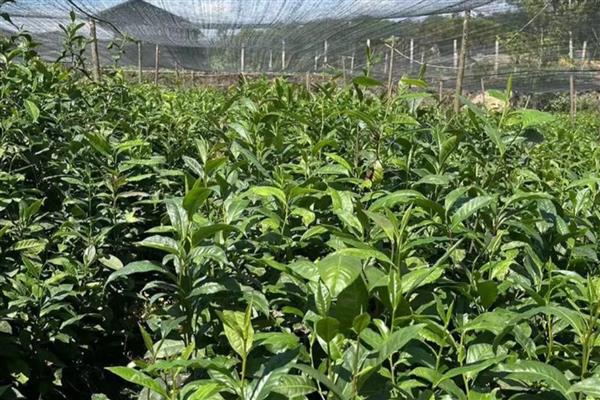 新种茶树的栽植规格,通常采取双行条植