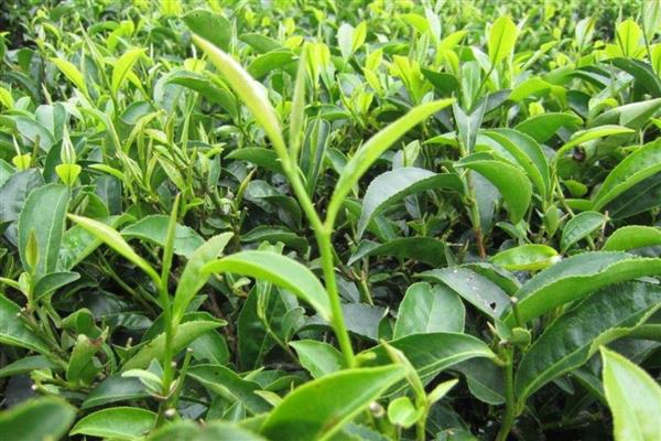 新种茶树的栽植规格,通常采取双行条植