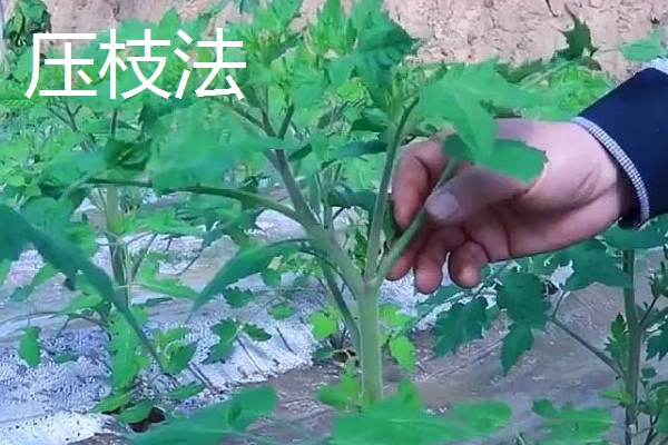 西红柿多结果的方式,采收后及时剪除死去的老枝叶