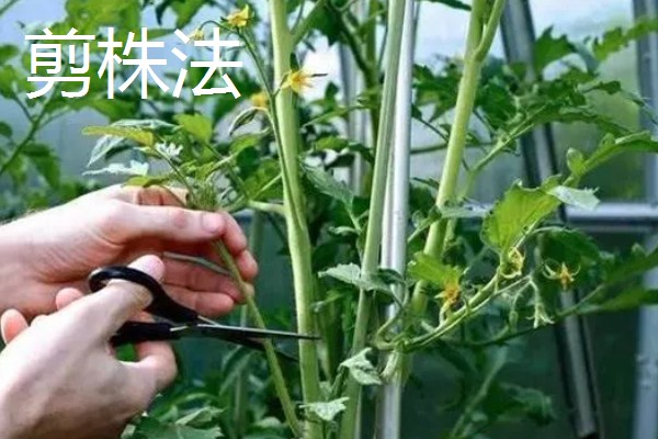 西红柿多结果的方式,采收后及时剪除死去的老枝叶