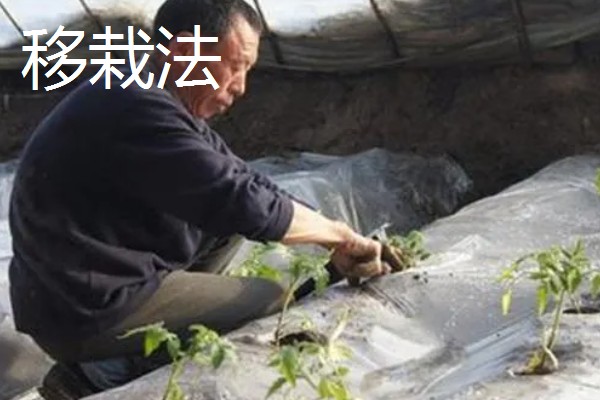 西红柿多结果的方式,采收后及时剪除死去的老枝叶