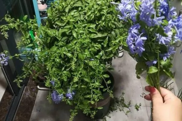 蓝雪花的修剪方法,在幼苗期需摘心打顶