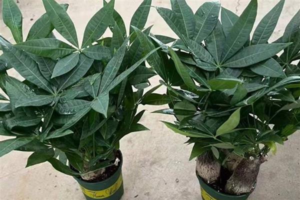 绿植里面有蚂蚁怎么处理，需及时更换盆土