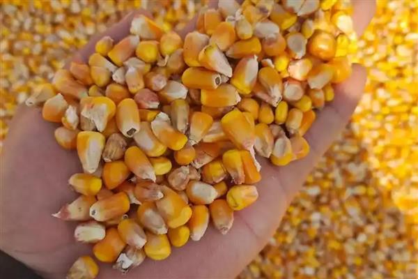 玉米种植的步骤,根据各地土壤墒情、气温确定播期