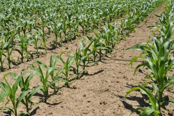 玉米种植的步骤,根据各地土壤墒情、气温确定播期