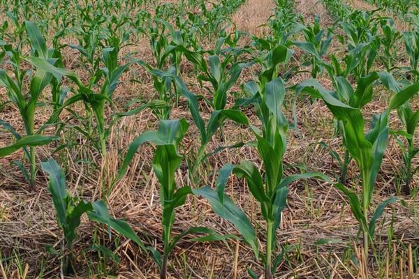 玉米种植的步骤,根据各地土壤墒情、气温确定播期