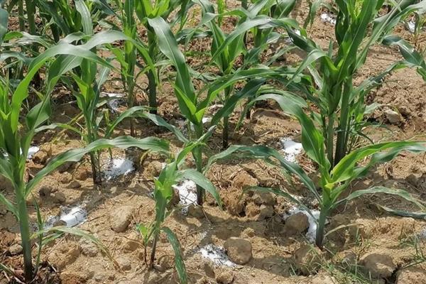 玉米种植的步骤,根据各地土壤墒情、气温确定播期