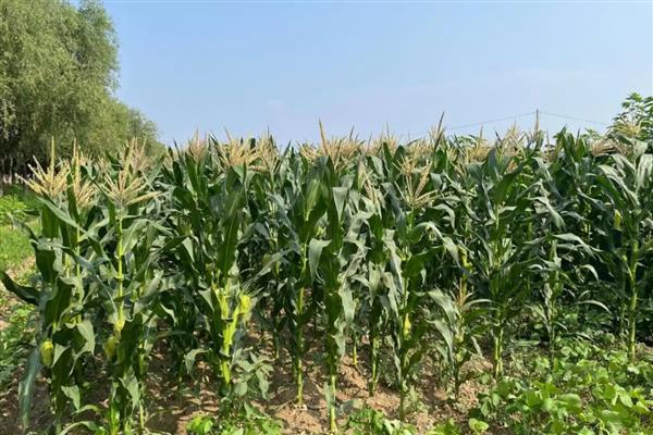 玉米种植的步骤,根据各地土壤墒情、气温确定播期